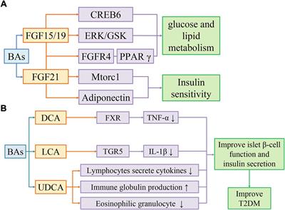 Bile acids-gut microbiota crosstalk contributes to the improvement of type 2 diabetes mellitus